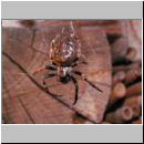 Nuctenea umbratica - Spaltenkreuzspinne w02.jpg